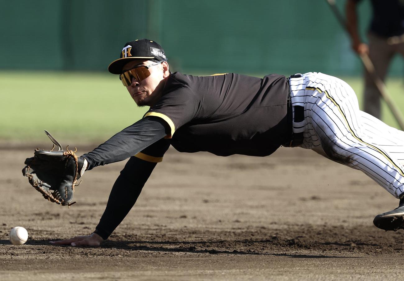 特守でノックに飛びつく阪神佐藤輝（撮影・前田充）