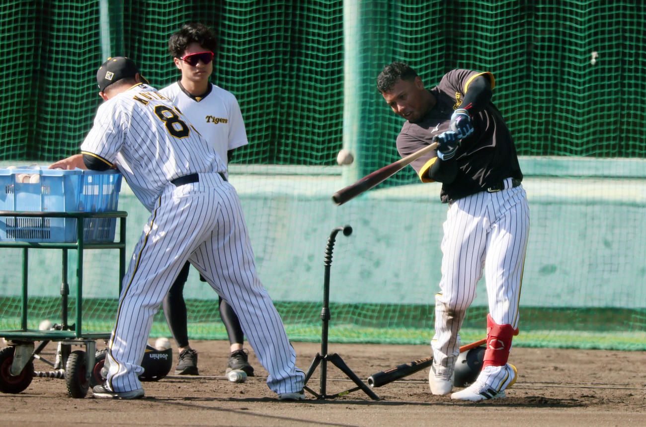 阪神アルナエスは小谷野打撃チーフコーチの指導を受けながらロングティー打撃を行う（撮影・加藤哉）