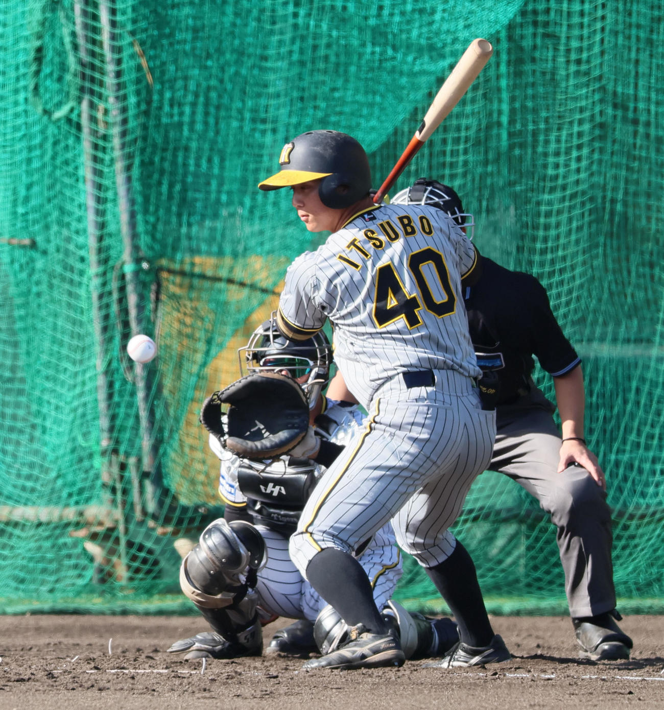 紅白戦　3回表紅組1死、構える井坪（撮影・加藤哉）
