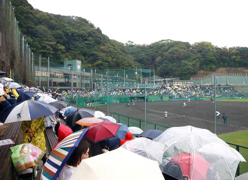 雨となった紅白戦に大勢のファンが観戦に訪れた（撮影・上山淳一）
