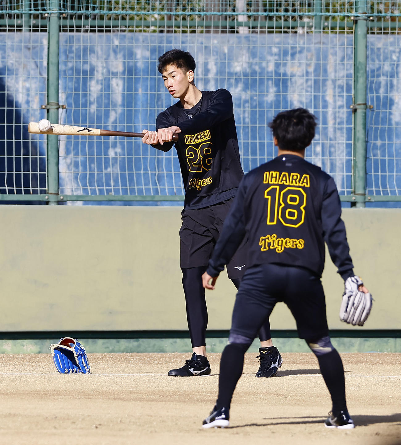 新人合同自主トレでトスバッティングをする阪神今朝丸（撮影・藤尾明華）