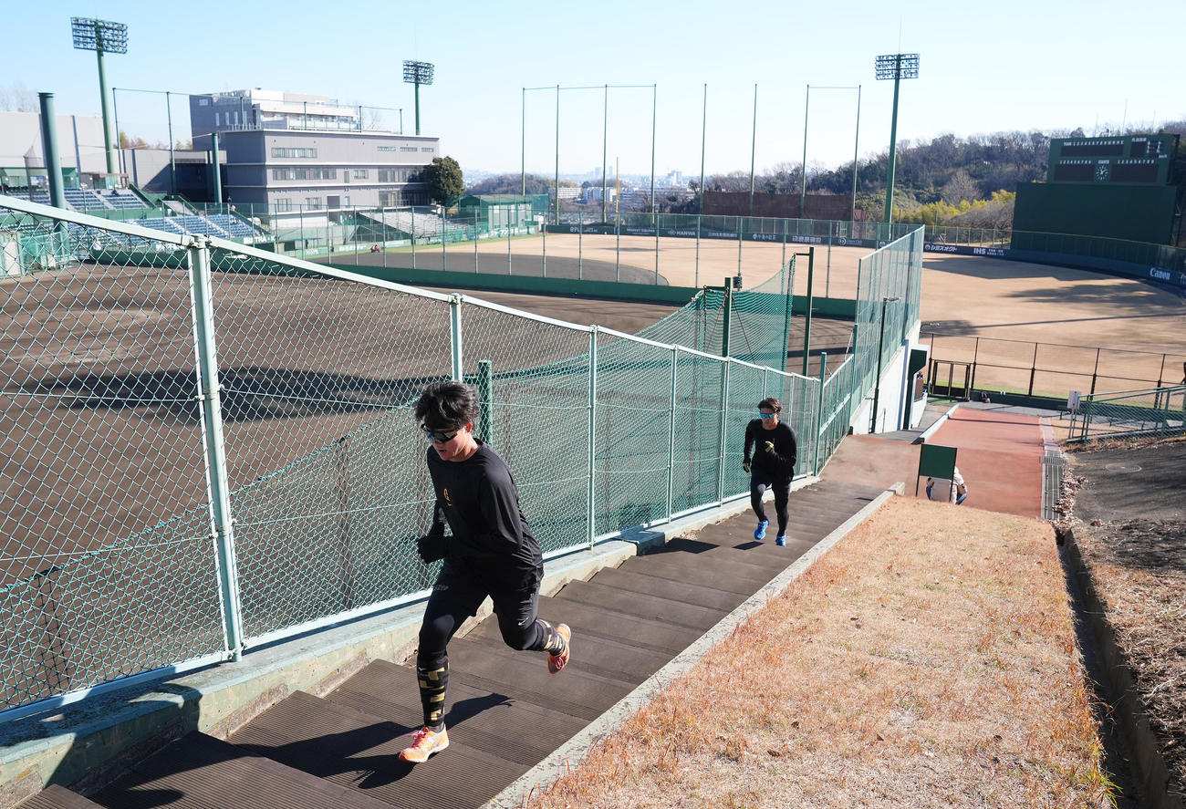 自主トレで階段ダッシュを繰り返す巨人井上（手前）と堀田（撮影・垰建太）