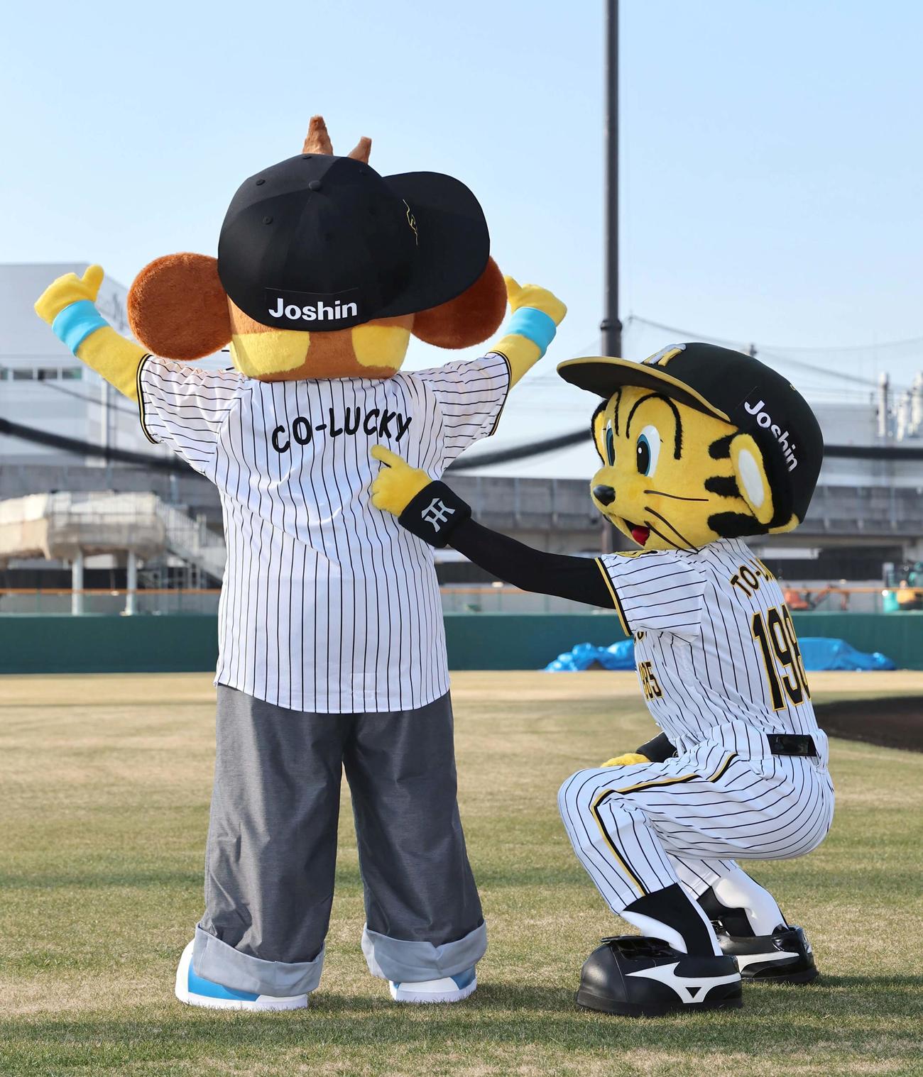 阪神タイガースに入団したコラッキー（左）の背中を指さす兄のトラッキー（撮影・上田博志）