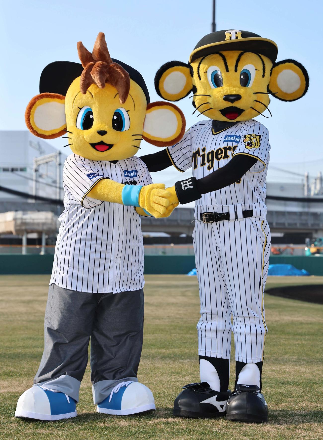 阪神タイガースに入団したコラッキー（左）は兄のトラッキーと握手を交わす（撮影・上田博志）