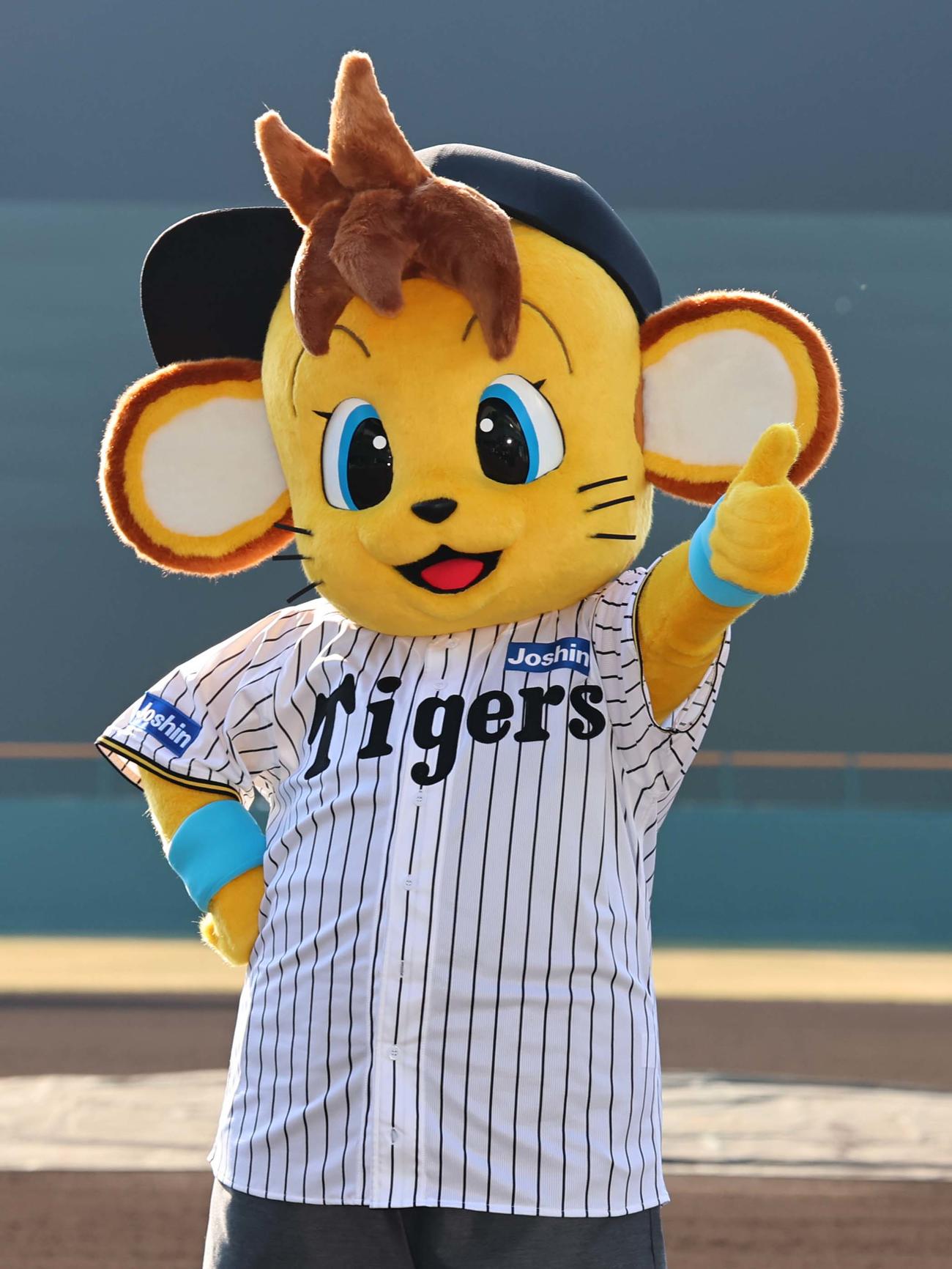 阪神タイガースに入団したコラッキー（撮影・上田博志）