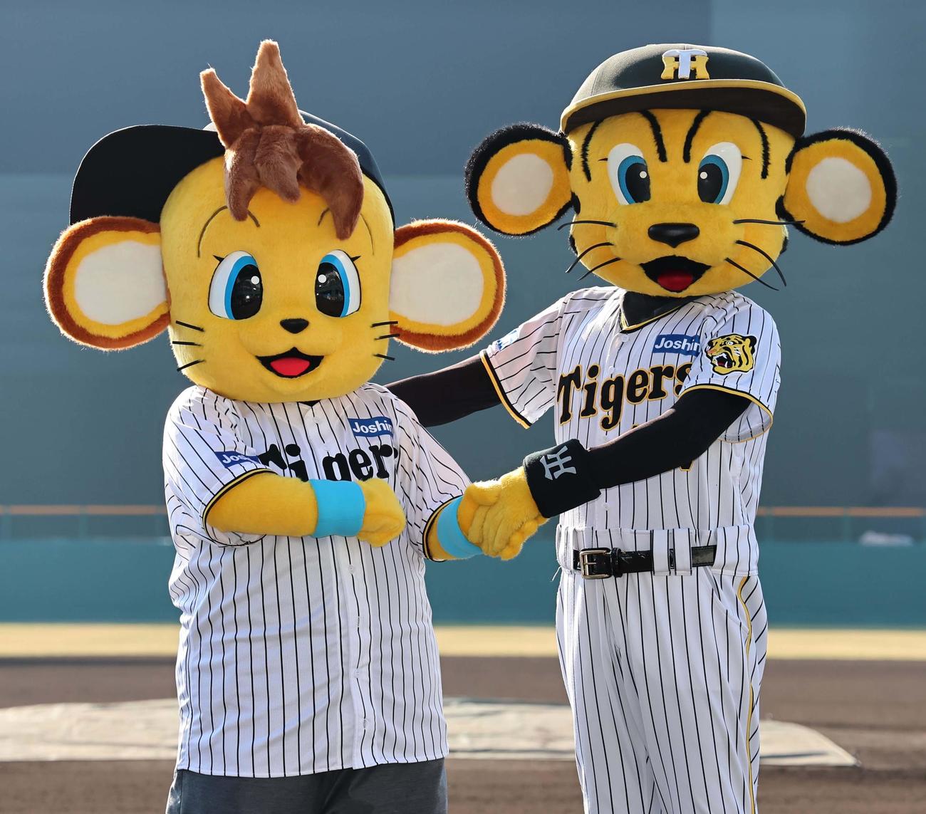 阪神タイガースに入団したコラッキー（左）は兄のトラッキーと握手を交わす（撮影・上田博志）