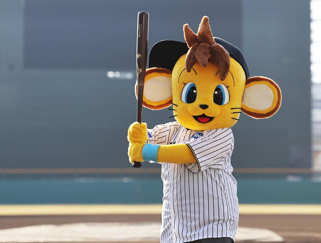 阪神タイガースに入団したコラッキー（撮影・上田博志）