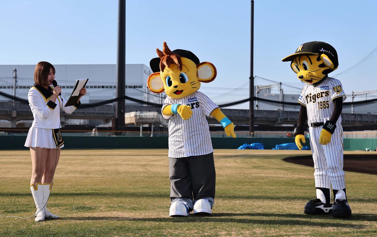 阪神タイガースに入団したコラッキー（中央）に契約内容の質問をするタイガースガールズのNonoa（左）。右は兄のトラッキー（撮影・上田博志）