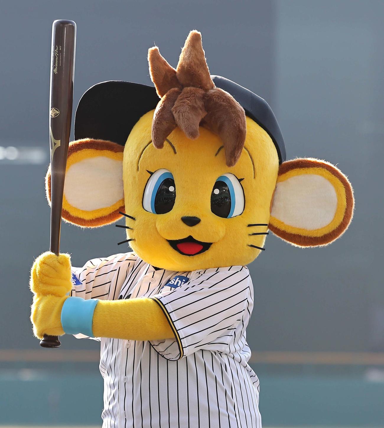 阪神タイガースに入団したコラッキー（撮影・上田博志）