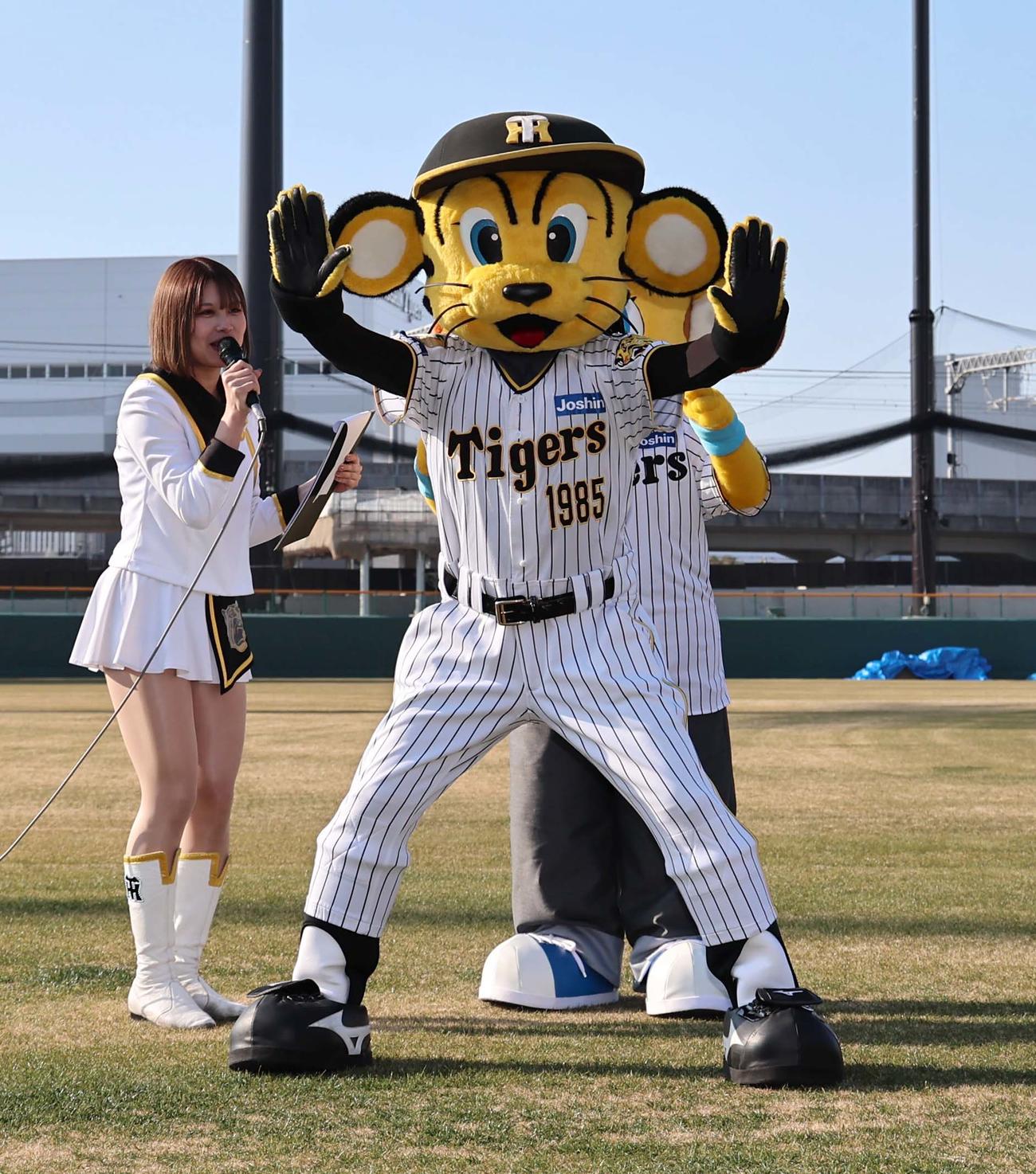 阪神タイガースに入団したコラッキー（右奥）の契約内容に関する質問を遮る兄のトラッキー。左は質問をしたタイガースガールズNonoa（撮影・上田博志）