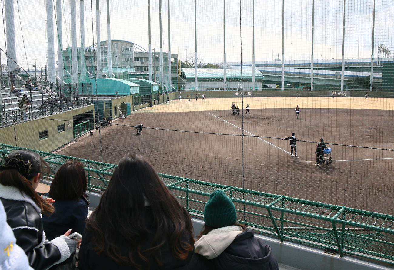 鳴尾浜球場の自主トレを見守る阪神ファン（撮影・上山淳一）