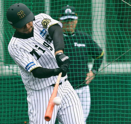 ランチ特打で柵越する阪神ヘルナンデス（撮影・上田博志）