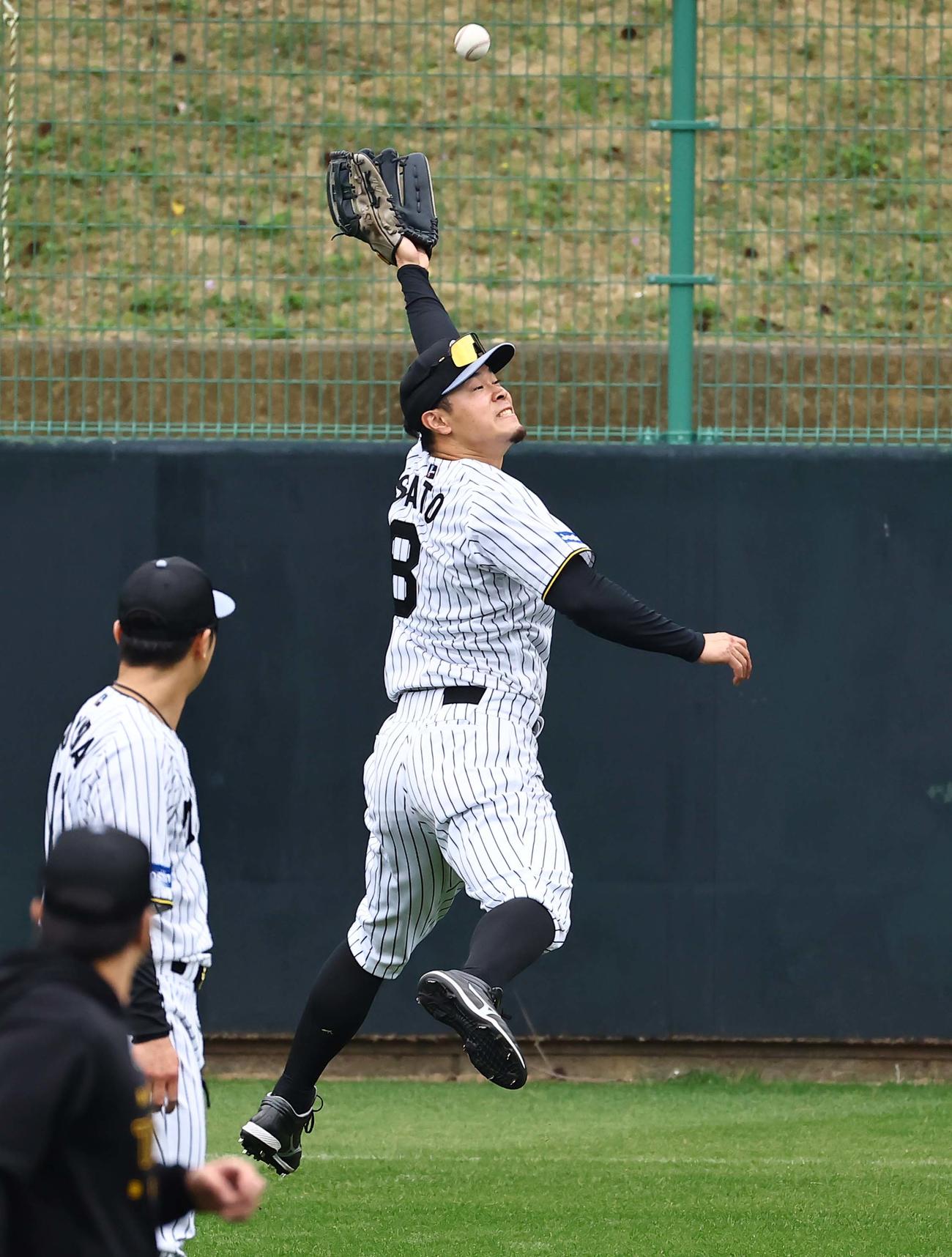 外野ノックを受ける佐藤輝（撮影・上田博志）
