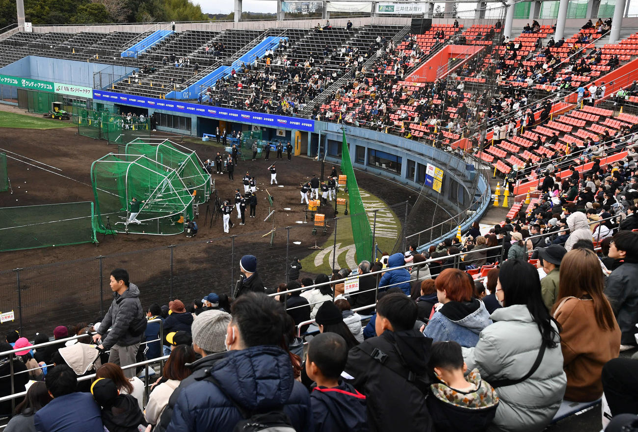 山川らS班のランチ特打をスタンドから見るソフトバンクファン（撮影・岩下翔太）