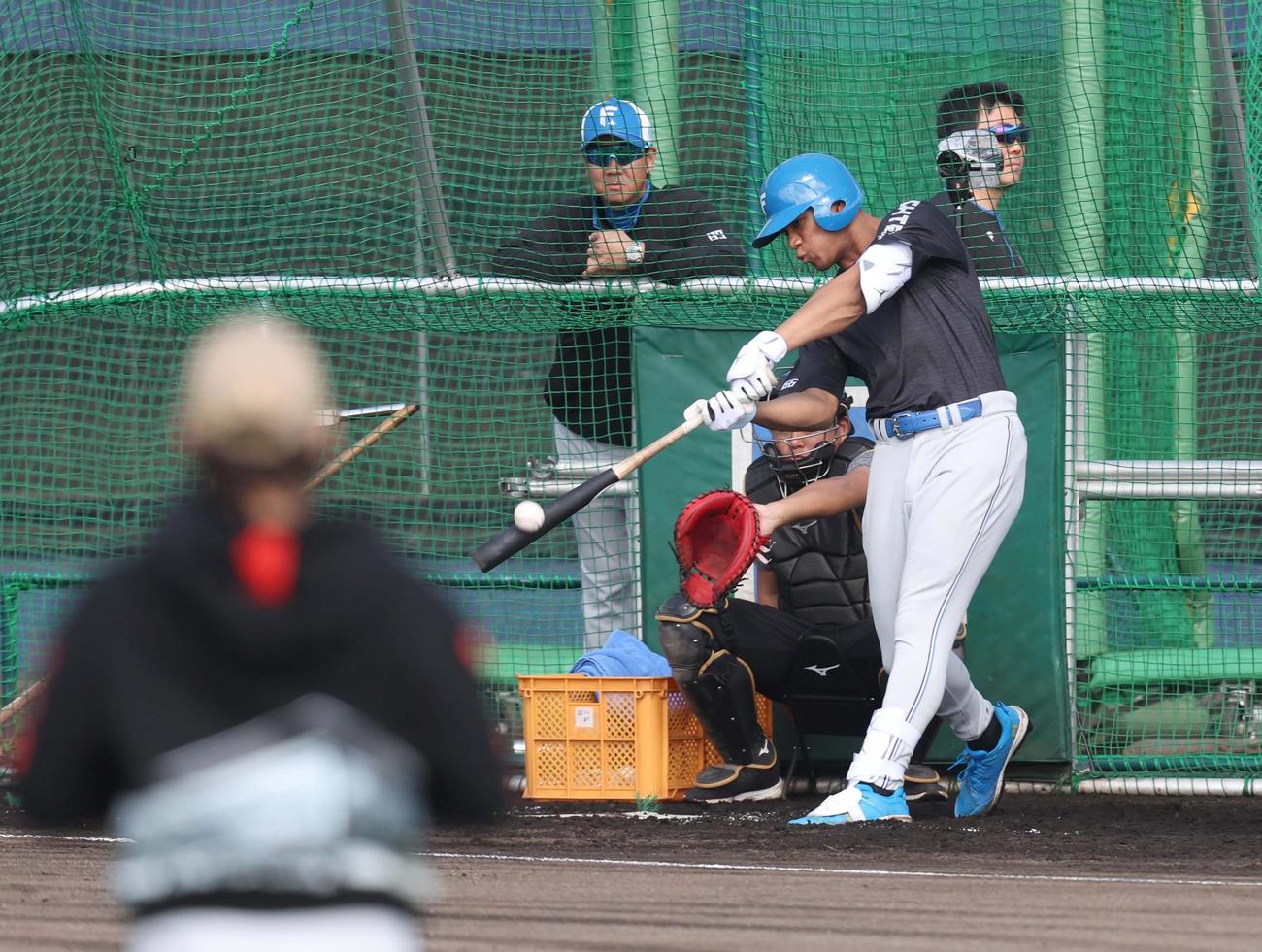 新庄監督（手前）が見つめるなかフリー打撃する日本ハム万波（撮影・黒川智章）