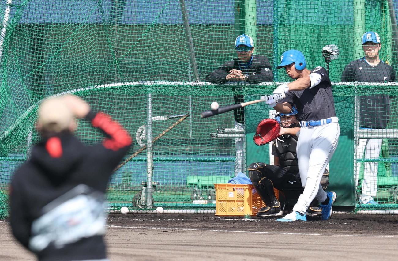 新庄監督（手前）が見つめるなかフリー打撃する日本ハム万波（撮影・黒川智章）