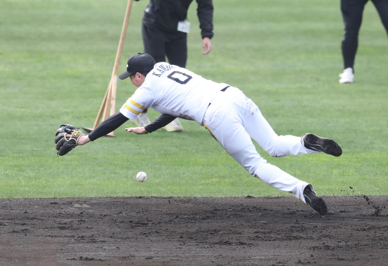 内野ノックで打球に食らいつく川瀬（撮影・梅根麻紀）