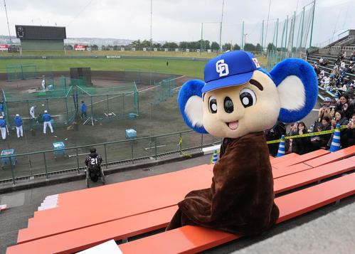 沖縄にも寒波が到来し寒そうなドアラ（撮影・森本幸一）