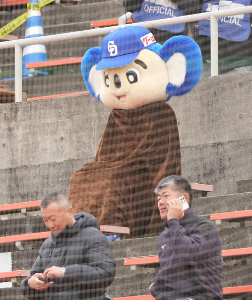 沖縄にも寒波が到来し寒そうなドアラ（撮影・森本幸一）