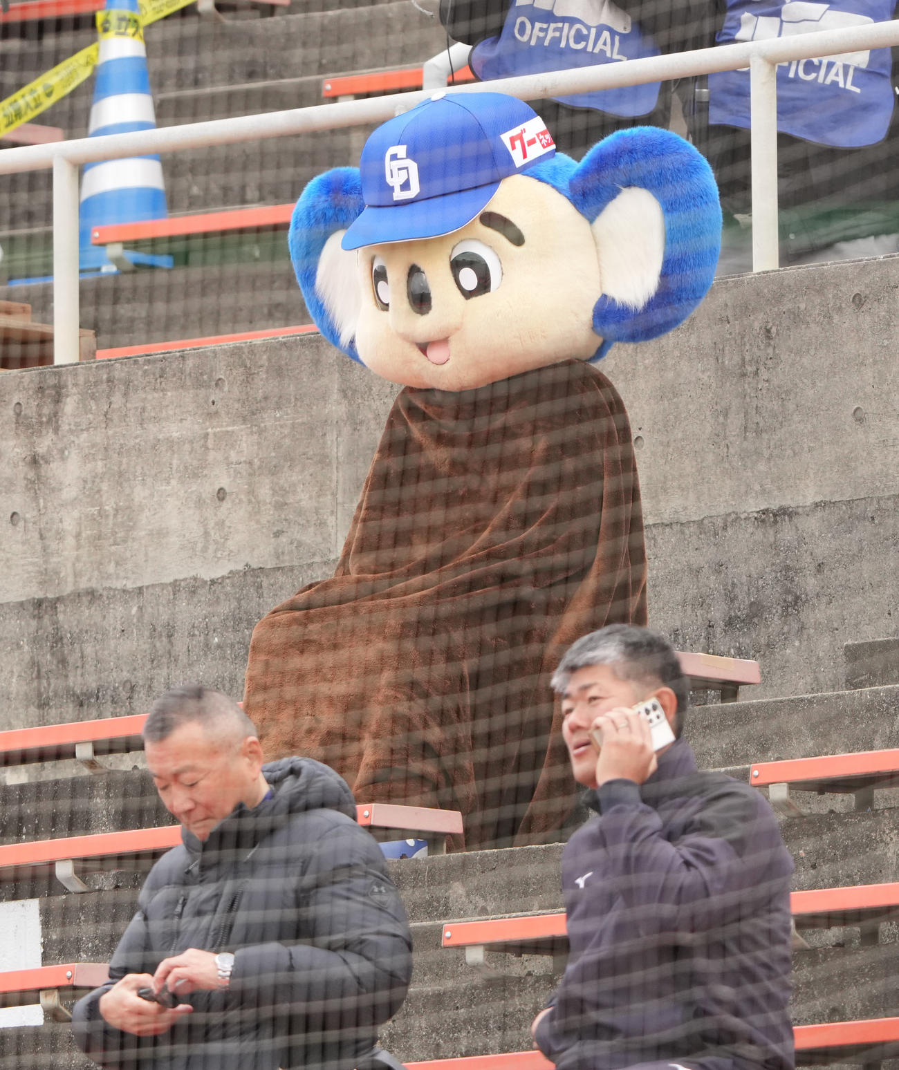 沖縄にも寒波が到来し寒そうなドアラ（撮影・森本幸一）