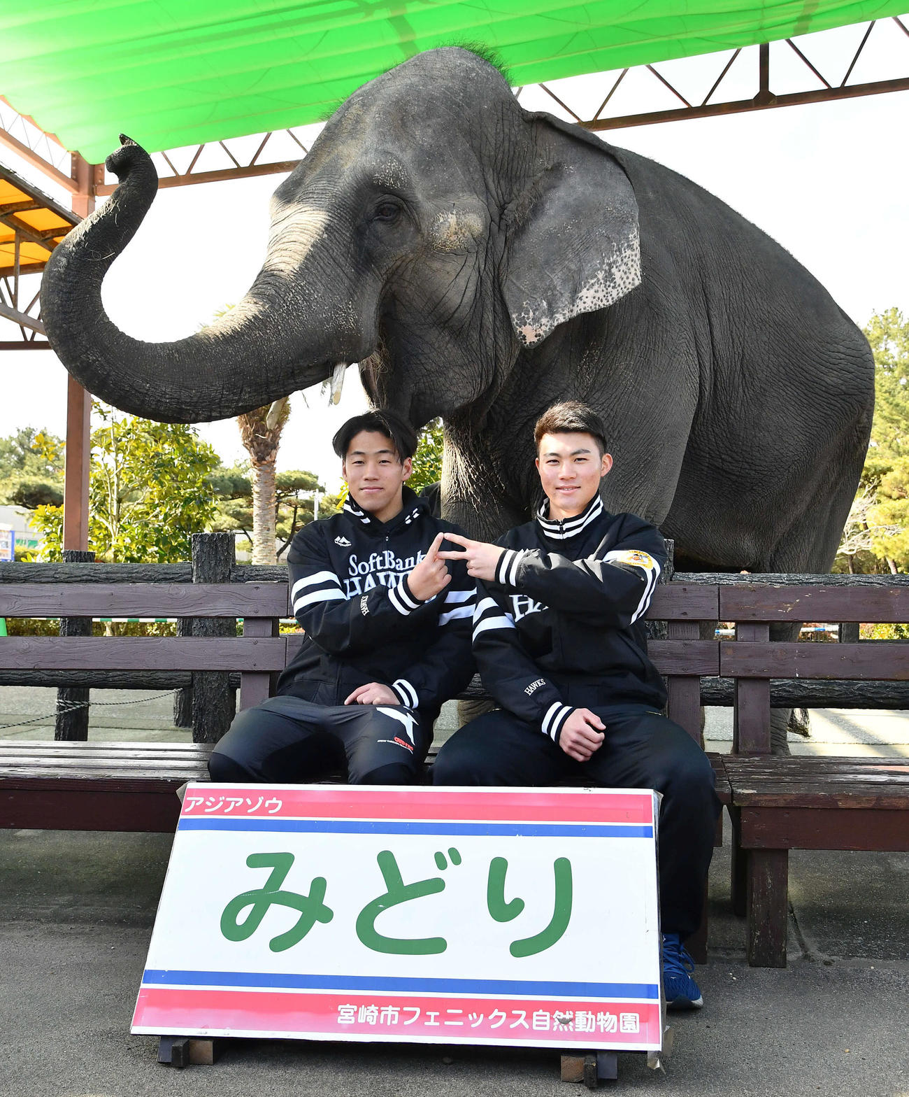 キャンプ休日新人体験で、ゾウを背にPS！ポーズで記念撮影するソフトバンク岩崎（左）と庄子（撮影・岩下翔太）