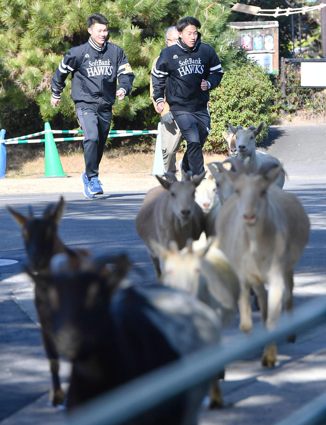 キャンプ休日新人体験で、動物園内を行進するヤギを追いかけるソフトバンク庄子（左）と岩崎（撮影・岩下翔太）