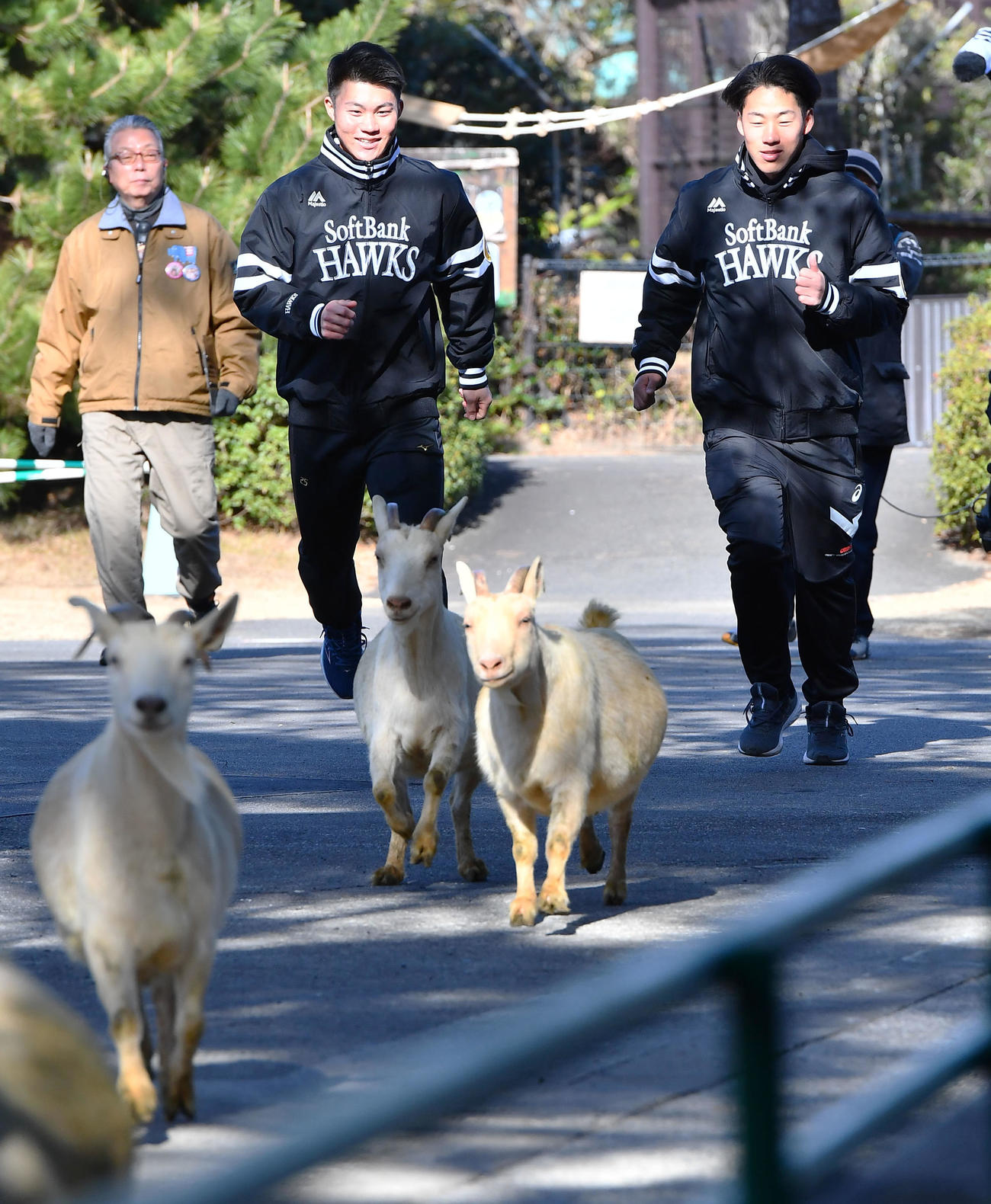 キャンプ休日新人体験で、動物園内を行進するヤギを追いかけるソフトバンク庄子（左）と岩崎（撮影・岩下翔太）