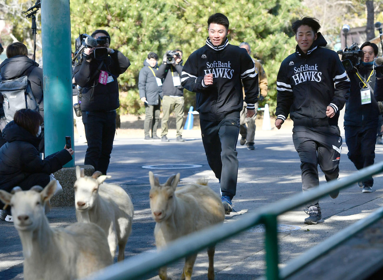 キャンプ休日新人体験で、動物園内を行進するヤギを追いかけるソフトバンク庄子（左）と岩崎（撮影・岩下翔太）