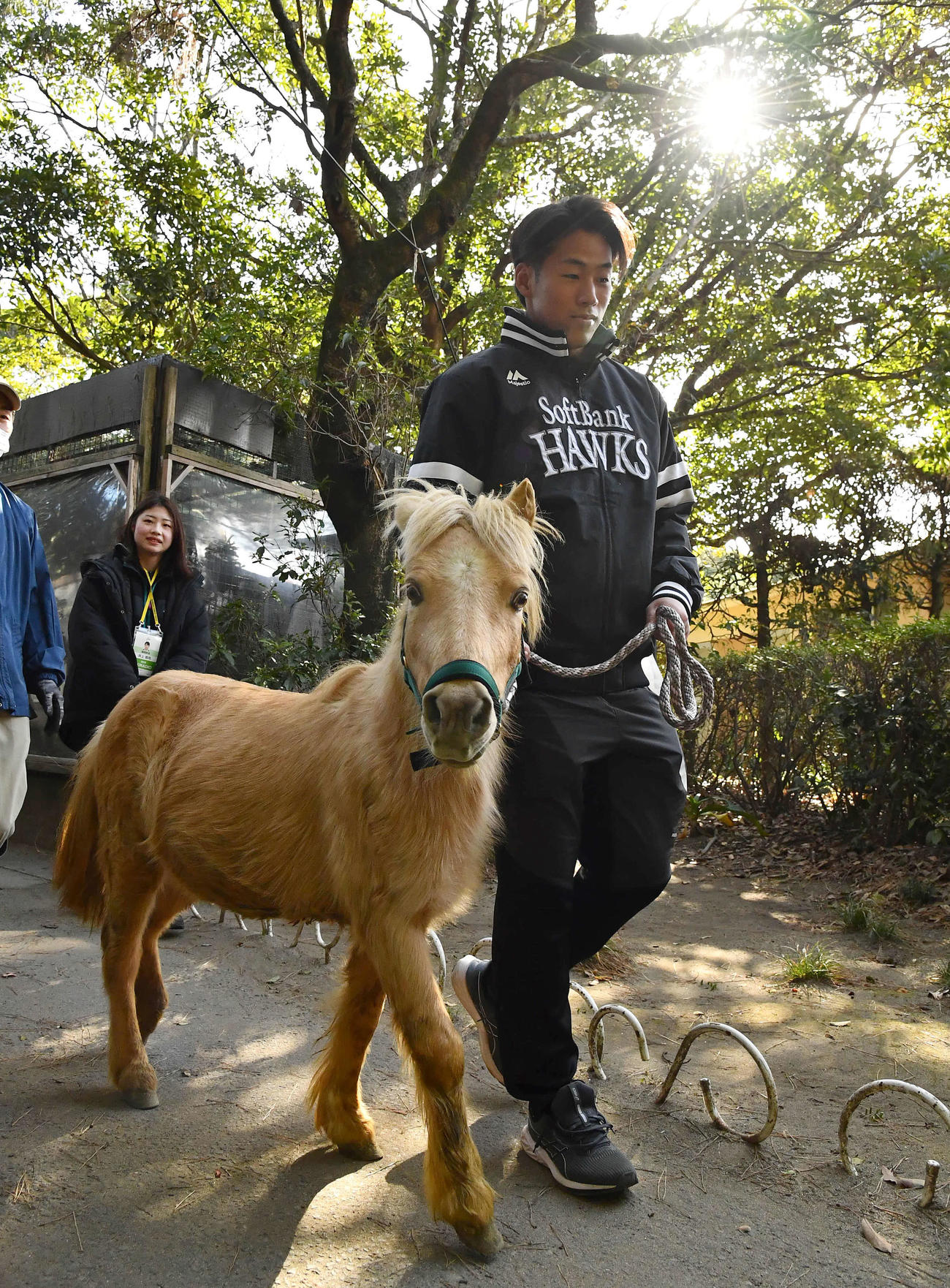 キャンプ休日新人体験でポニーの引馬トレーニングを行うソフトバンク岩崎（撮影・岩下翔太）