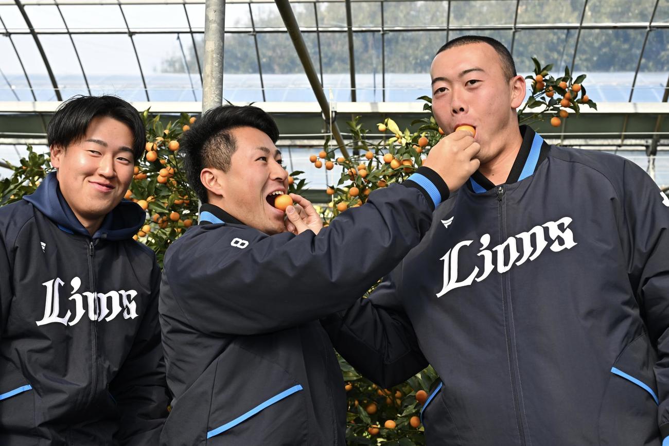 休日に収穫したキンカンを試食する西武渡部聖（中央）と村田。左は上田（撮影・滝沢徹郎）