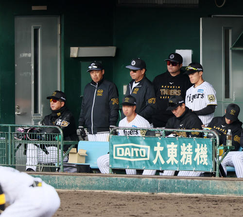 紅白戦　三塁側ベンチに座って試合を観戦する藤川監督（左）（撮影・加藤哉）