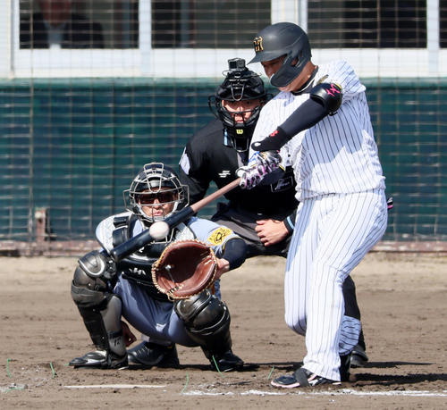 紅白戦　4回裏白組無死、左前打を放つ大山（撮影・加藤哉）
