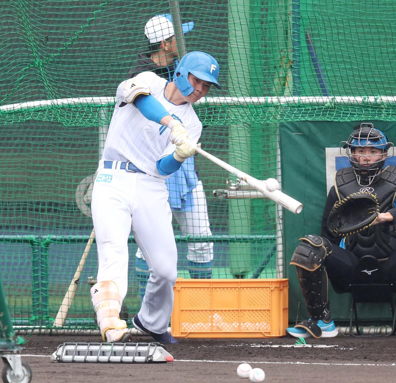 25年2月1日　フリー打撃する日本ハム清宮幸