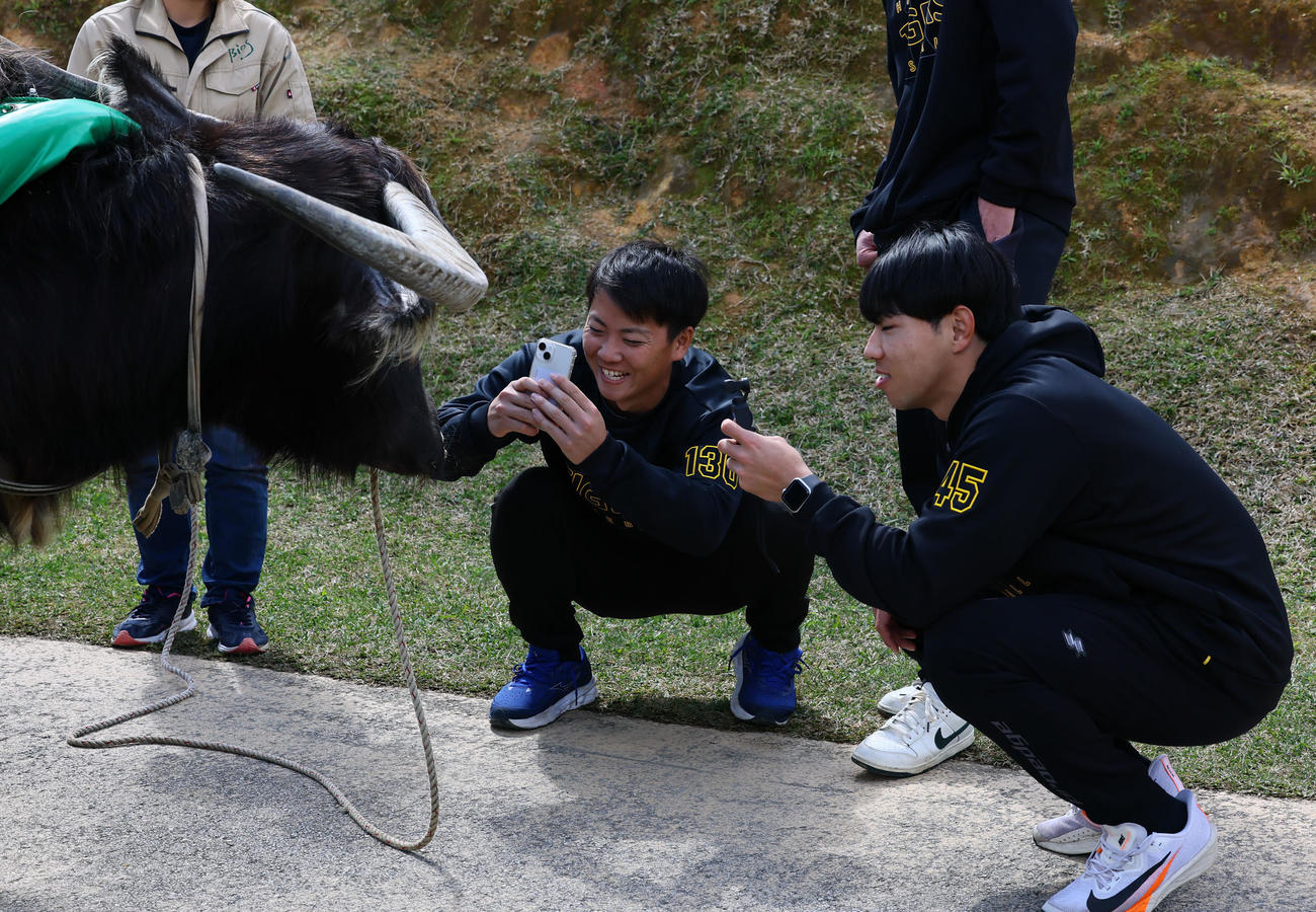 キャンプ休日で、水牛車を体験し牛をの写真を撮る阪神川崎（左）と工藤（撮影・藤尾明華）