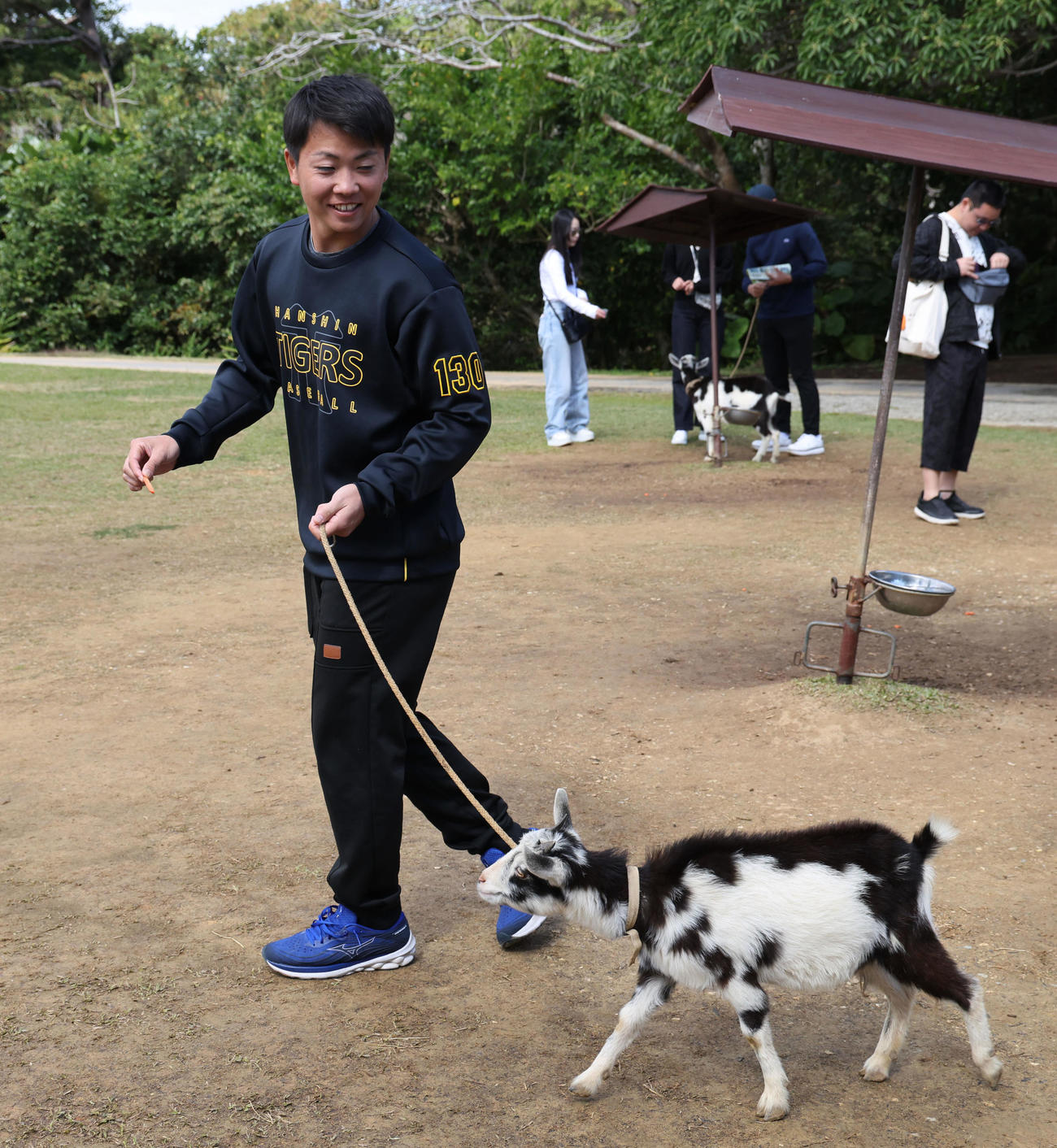 キャンプ休日で、島ヤギの散歩体験をする阪神川崎（撮影・藤尾明華）