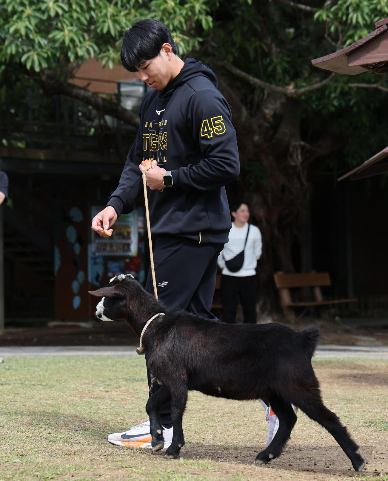 キャンプ休日で、島ヤギの散歩体験をする阪神工藤（撮影・藤尾明華）