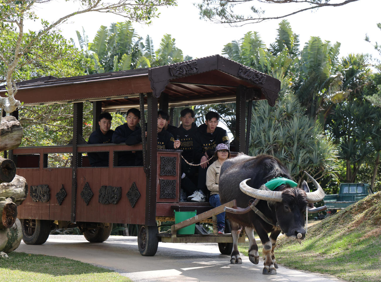 キャンプ休日で、水牛車に乗る右から阪神今朝丸、町田、工藤、川崎、佐野（撮影・藤尾明華）