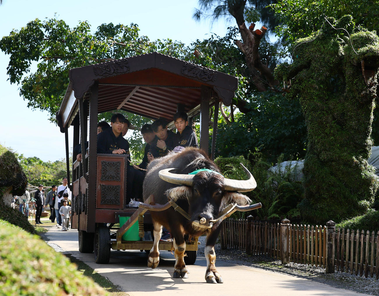 キャンプ休日で、水牛車を体験する右から阪神新人の今朝丸、町田、早川、工藤ら（撮影・藤尾明華）