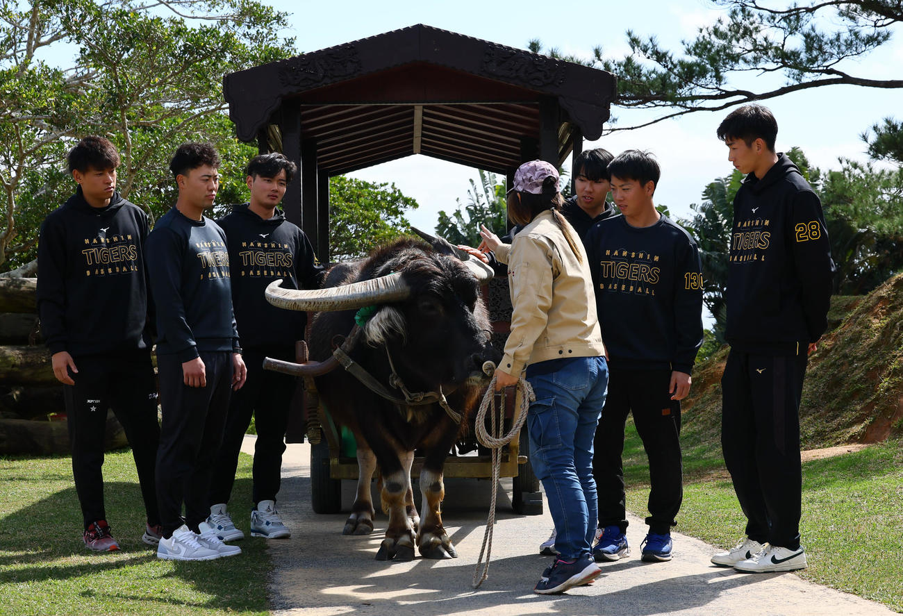 キャンプ休日で、水牛車を体験しスタッフの話しを聞く左から阪神新人の早川、佐野、町田、右から今朝丸、川崎、工藤（撮影・藤尾明華）