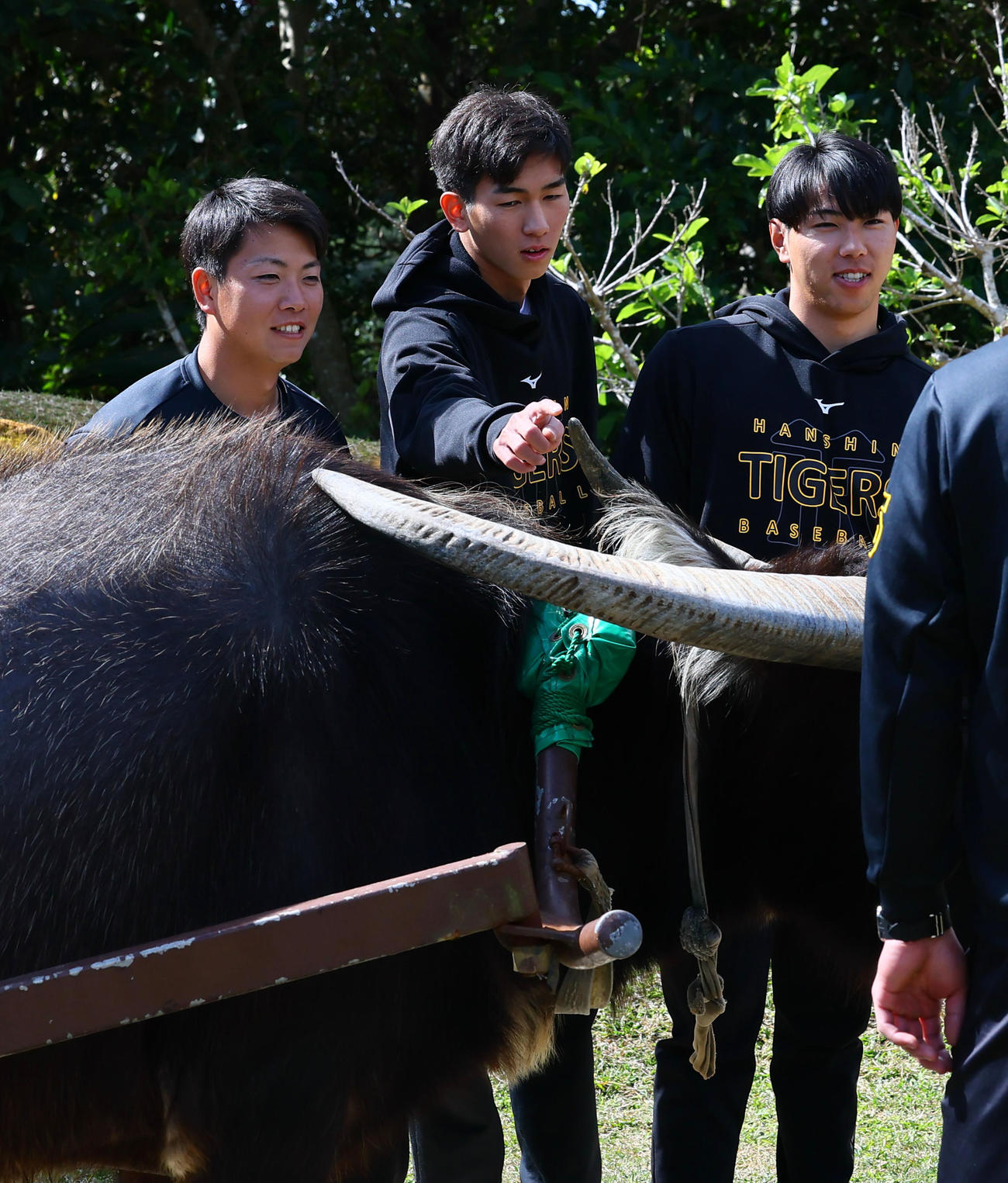 キャンプ休日で、水牛車を体験し角を触る左から阪神川崎、今朝丸、工藤（撮影・藤尾明華）