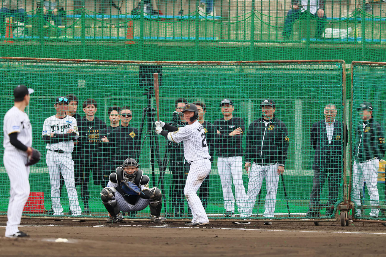 シート打撃練習に登板した湯浅をネット裏から見る平田2軍監督（右端）、掛布OB会長ら（撮影・加藤哉）