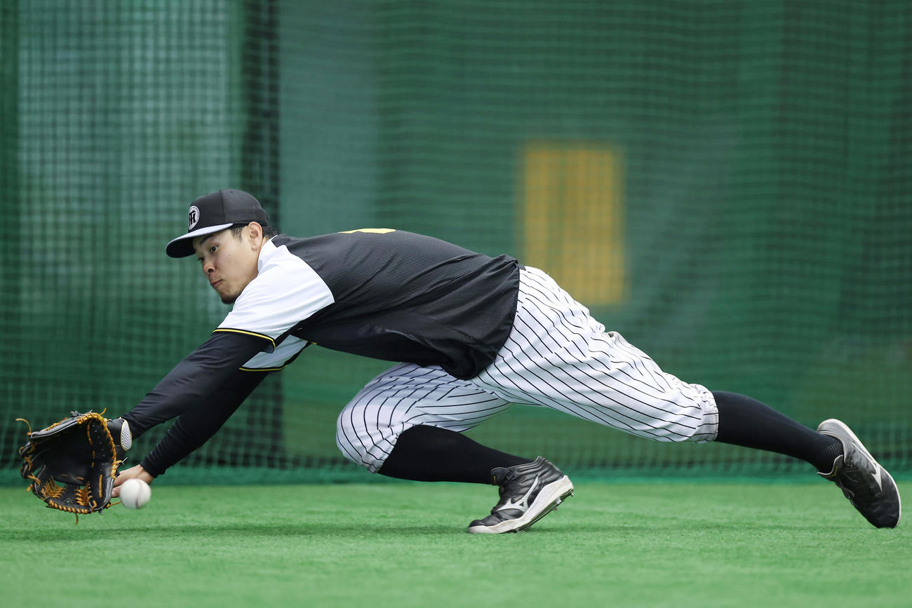 室内練習場で特守を受ける阪神佐藤輝（撮影・前田充）