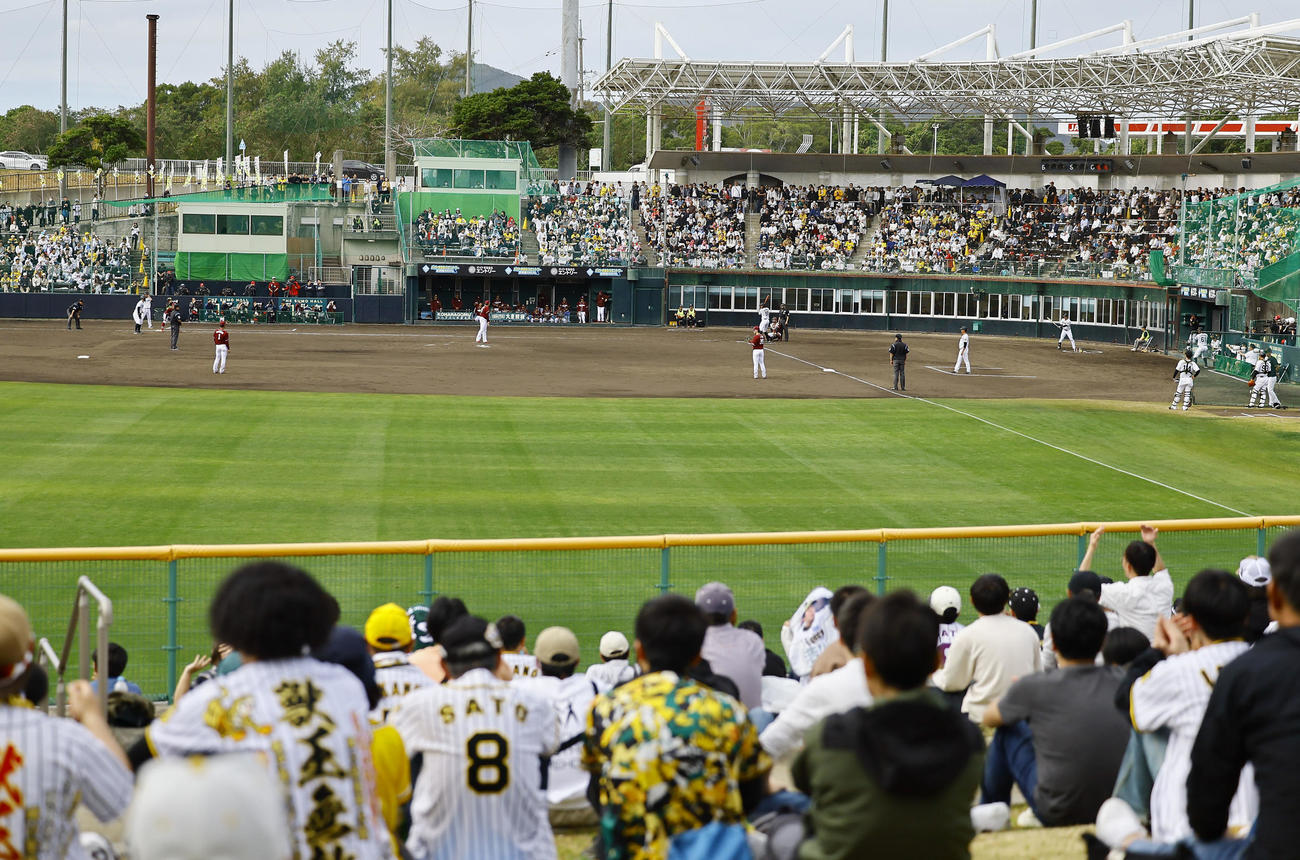 阪神対楽天　外野スタンドも開放されたくさんのファンが訪れたバイトするならエントリー宜野座スタジアム（撮影・藤尾明華）