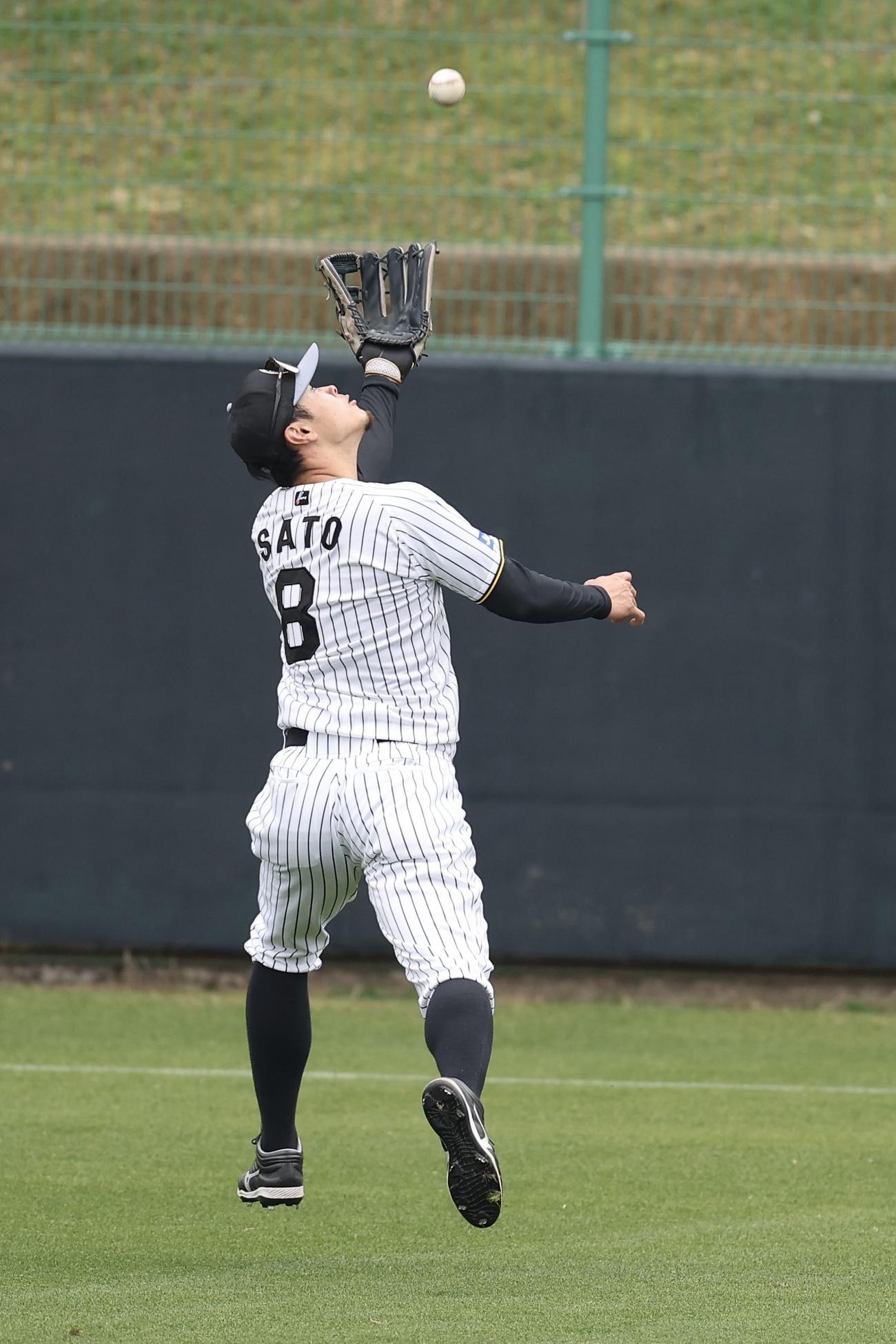 外野でノックを受ける阪神佐藤輝（撮影・前田充）