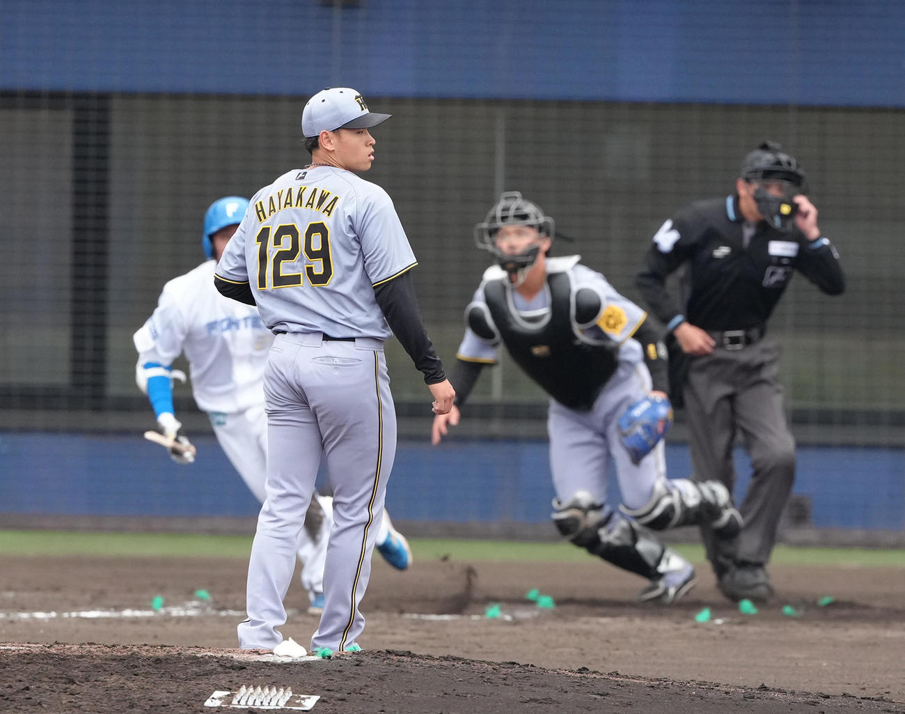 2軍練習試合　日本ハム対阪神　8回裏日本ハム1死、古川のバットを折り遊ゴロに仕留めた早川（撮影・足立雅史）