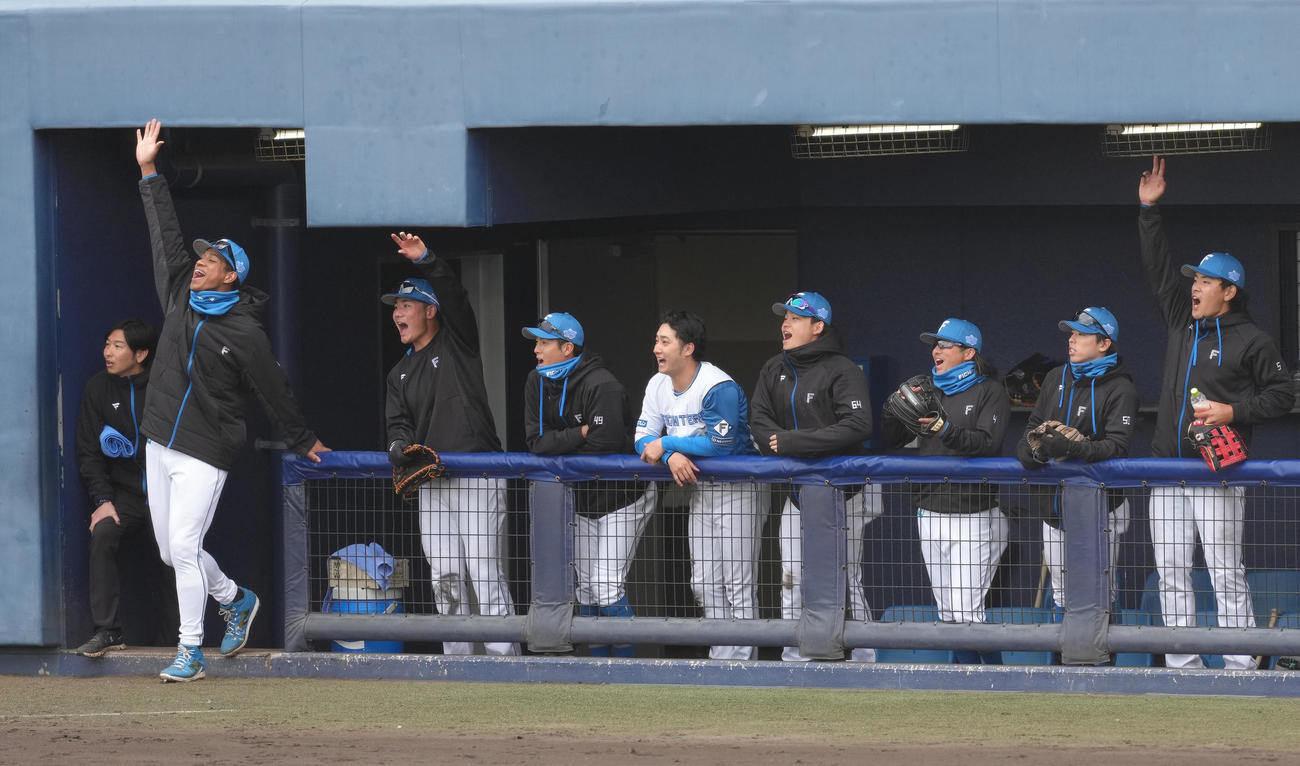 練習試合　日本ハム対台湾・味全　6回裏日本ハム1死一、三塁、石井の中越え3点本塁打に盛り上がるベンチ（撮影・足立雅史）
