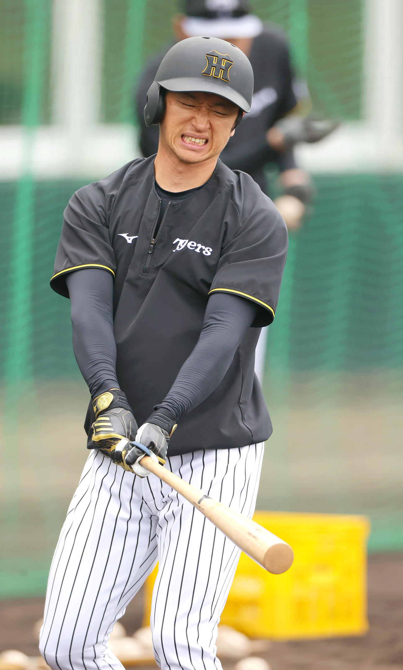 トス打撃する阪神近本（撮影・上山淳一）