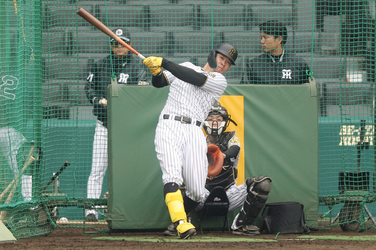 フリー打撃を行う阪神佐藤輝（撮影・前田充）