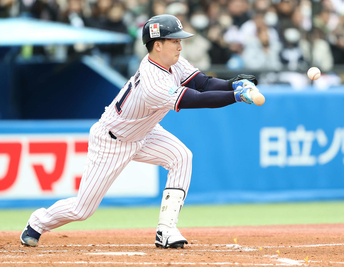 ヤクルト対オリックス　2回裏ヤクルト1死一、二塁、送りバントを決める吉村（撮影・河田真司）