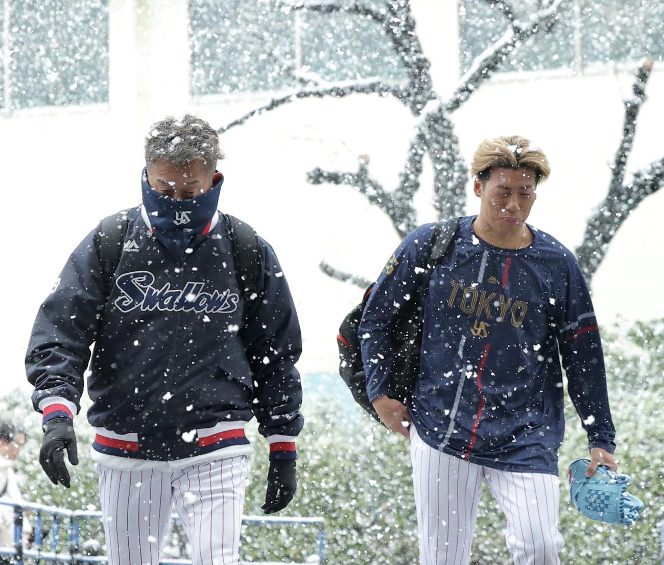 ヤクルト対阪神　雪が降る中を移動するヤクルト石川（左）と山野（撮影・河田真司）